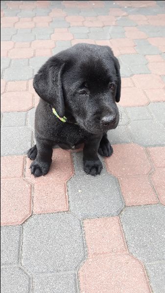 Labradorek Z Rodowodem Zkwp Po Ojcu Ch.pl.