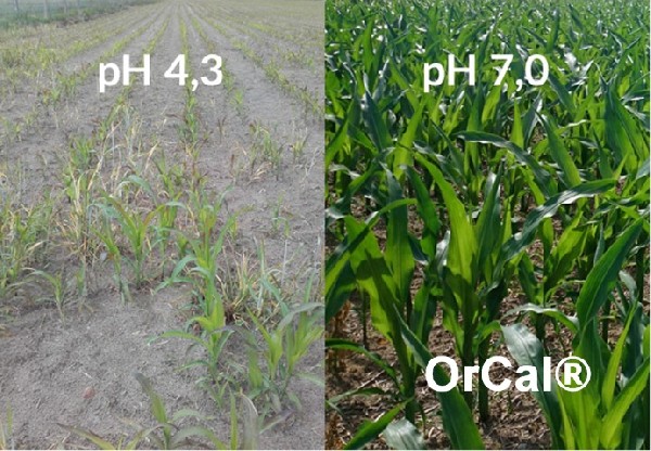 Tanie Odkwaszanie Gleby - Orcal, Aktywny Hydrat Wapnia, Od Producenta 5