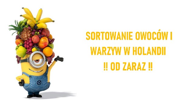 Praca  W Holandii - Sortowanie Owoców I Warzyw 