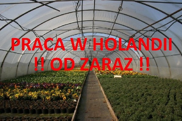 Praca W Ogrodnictwie W Holandii  – Bonus 90 Euro - Szklarnia