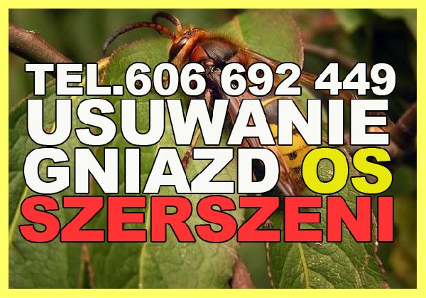 Usuwanie Gniazd Os, Szerszeni, Likwidacja - 7 Dni W Tygodniu Opolskie