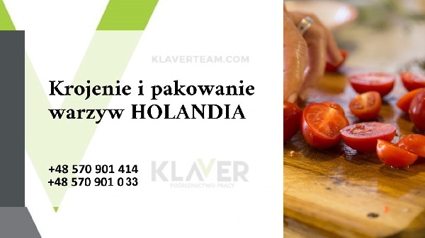 Klaver- Praca W Holandii- Produkcja Sałatek 