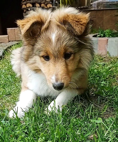 Owczarek Szetlandzki Sheltie Zkwp - śliczna śniada Suczka Z Badaniami Głogów 2