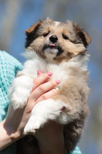 Owczarek Szetlandzki Sheltie Zkwp - śliczna śniada Suczka Z Badaniami Głogów 3